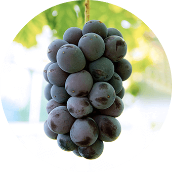 ぶどう ニューピオーネ マスカット