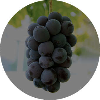 ぶどう ニューピオーネ マスカット