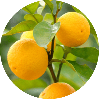 柑橘類