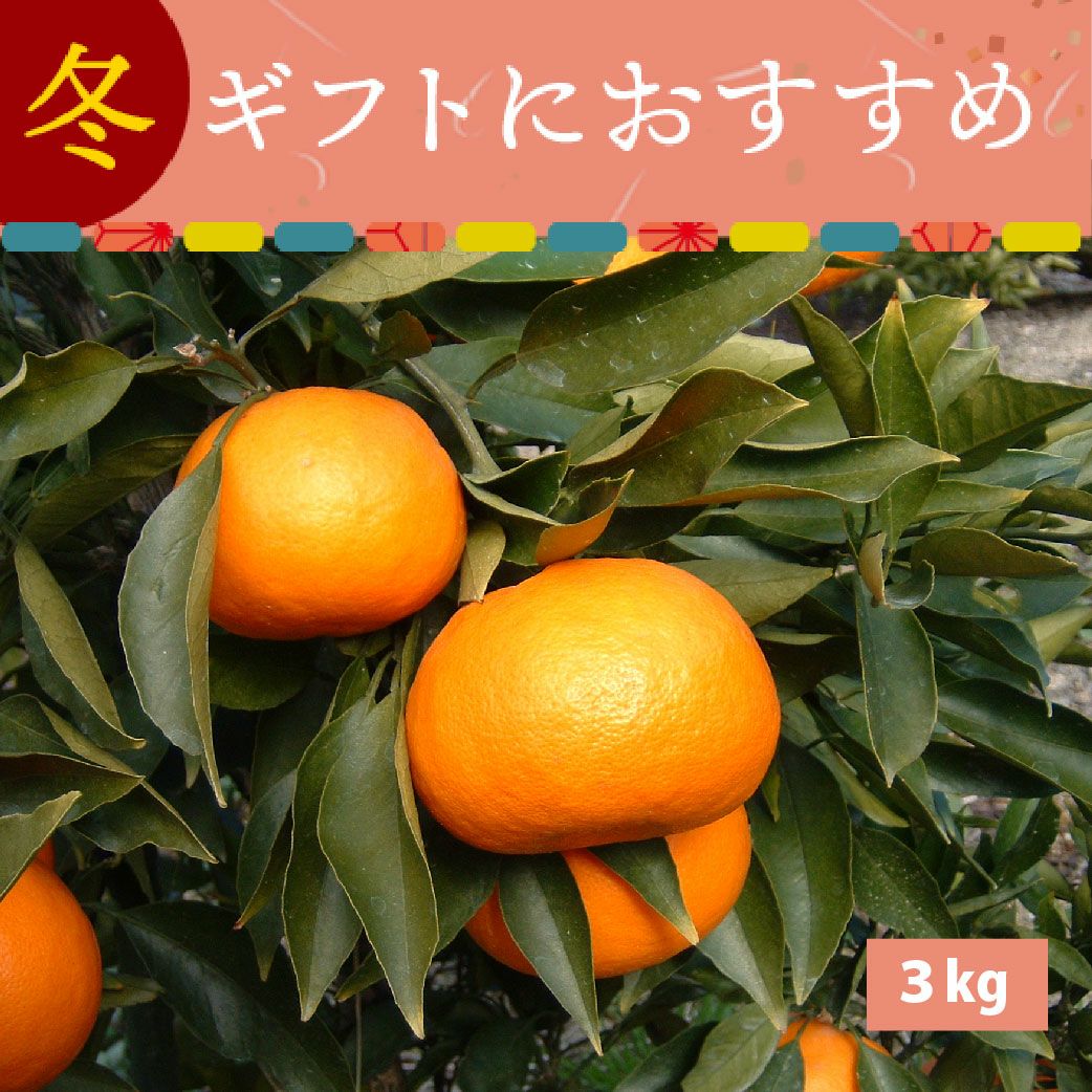広島県瀬戸田もりの農園 はれひめ 3kg 【12月中旬～1月中旬