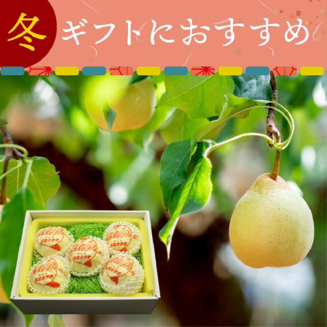 YR-40】 岡山県産 鴨梨(ヤーリー) 5玉 【11月下旬～12月中旬
