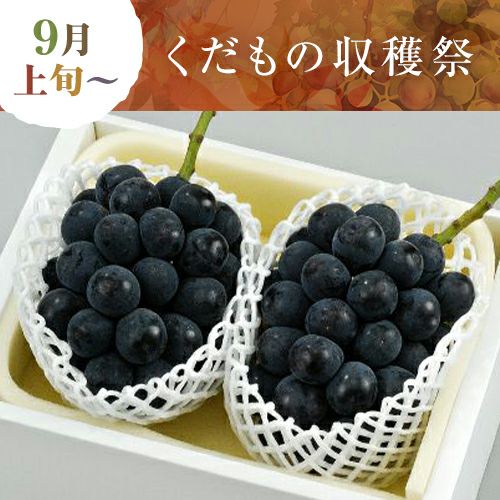 APO-2A】 岡山県産 ニューピオーネ2房 【9月上旬～】 | うまいな岡山