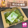 訳ありシャインマスカット　送料無料