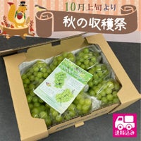 訳ありシャインマスカット　送料無料
