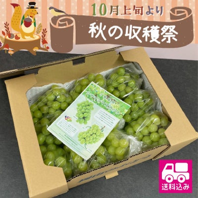 訳ありシャインマスカット　送料無料