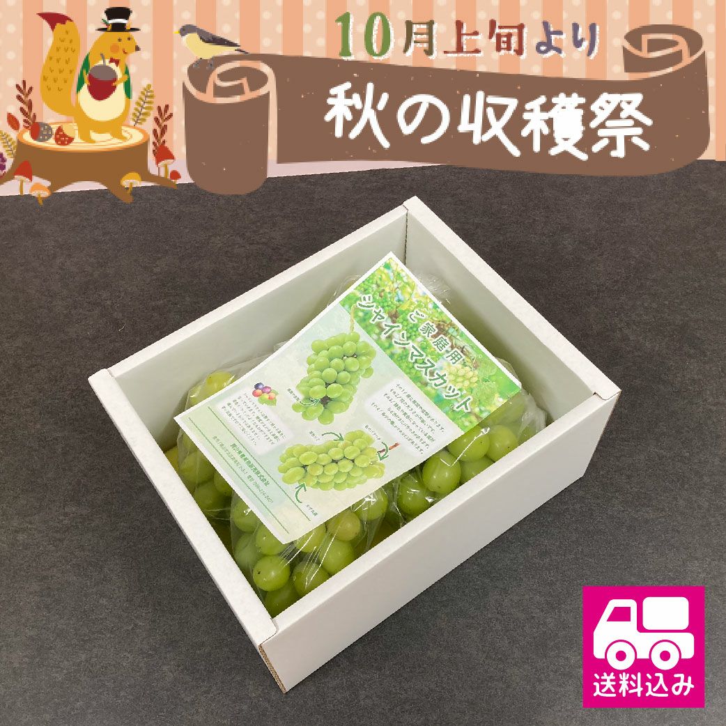 送料込み】ご家庭用訳アリ 岡山県産シャインマスカット1.5kg（クール